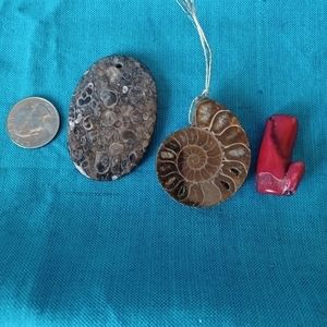 2 Fossils And 1 Bamboo Coral Pendants